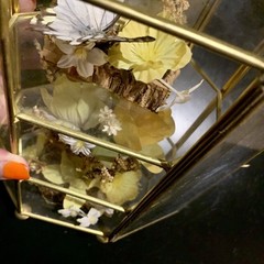 Vintage Butterfly Taxidermy Floral In Brass And Glass Curio Cabinet 8 1/4”x5”x4”