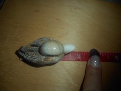 Vintage Miniature Seagull Made of Shells