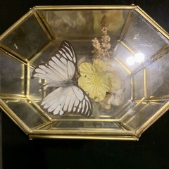 Vintage Butterfly Taxidermy Floral In Brass And Glass Curio Cabinet 8 1/4”x5”x4”