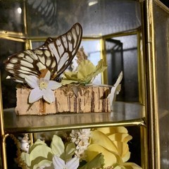 Vintage Butterfly Taxidermy Floral In Brass And Glass Curio Cabinet 8 1/4”x5”x4”