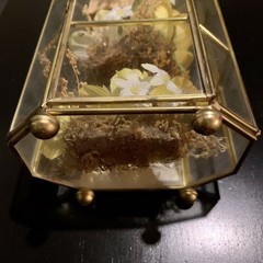 Vintage Butterfly Taxidermy Floral In Brass And Glass Curio Cabinet 8 1/4”x5”x4”