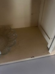 old vintage Hoosier cabinet
