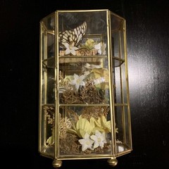 Vintage Butterfly Taxidermy Floral In Brass And Glass Curio Cabinet 8 1/4”x5”x4”