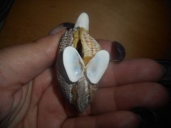 Vintage Miniature Seagull Made of Shells