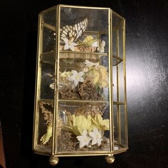 Vintage Butterfly Taxidermy Floral In Brass And Glass Curio Cabinet 8 1/4”x5”x4”