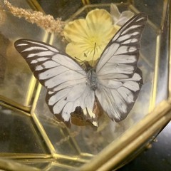 Vintage Butterfly Taxidermy Floral In Brass And Glass Curio Cabinet 8 1/4”x5”x4”