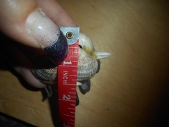 Vintage Miniature Seagull Made of Shells