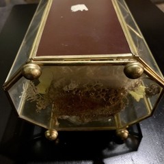Vintage Butterfly Taxidermy Floral In Brass And Glass Curio Cabinet 8 1/4”x5”x4”