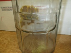 HOOSIER CABINET ORIGINAL TEA SPICE JAR GLASS LOT # 1292