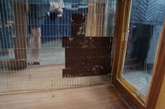 Antique Italian Baroque Rococo Walnut Burr Curio Display Cabinet Glass Showcase