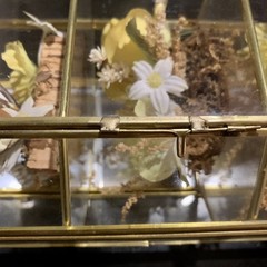 Vintage Butterfly Taxidermy Floral In Brass And Glass Curio Cabinet 8 1/4”x5”x4”