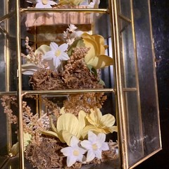 Vintage Butterfly Taxidermy Floral In Brass And Glass Curio Cabinet 8 1/4”x5”x4”