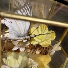 Vintage Butterfly Taxidermy Floral In Brass And Glass Curio Cabinet 8 1/4”x5”x4”